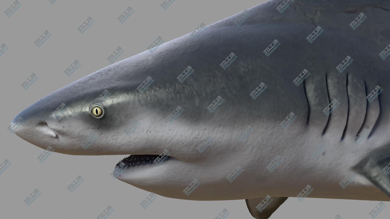 images/goods_img/202104021/3D model Bull shark/5.jpg
